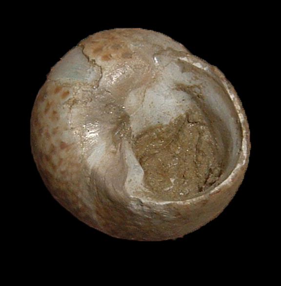 Osilinus turbinatus
